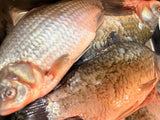 🆕 Caras de Dunăre 🐟 România 🇷🇴