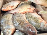 🆕 Caras de Dunăre 🐟 România 🇷🇴