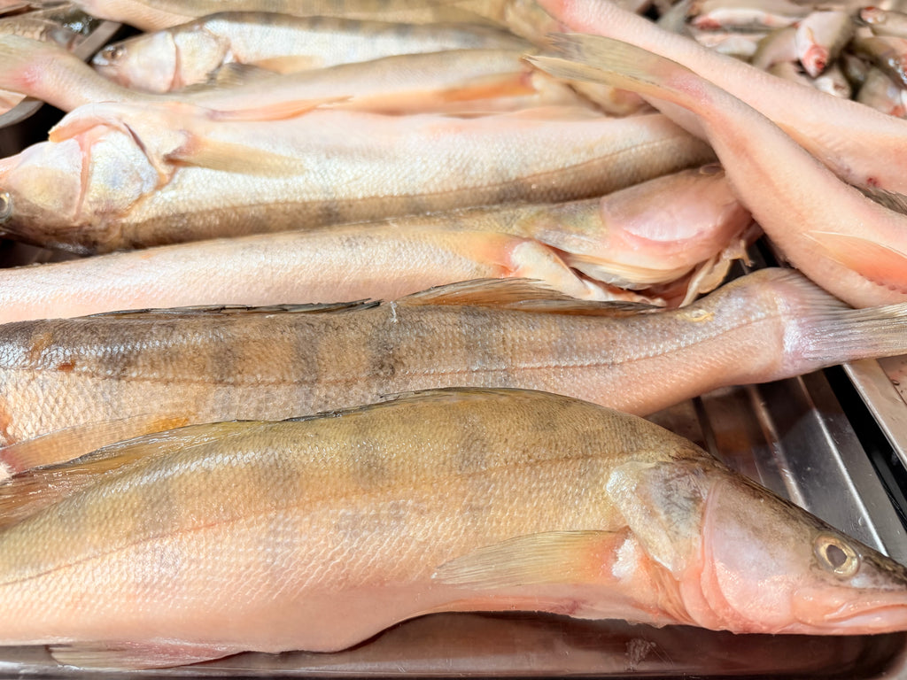 🆕 Șalău de Dunăre 🐟 România 🇷🇴